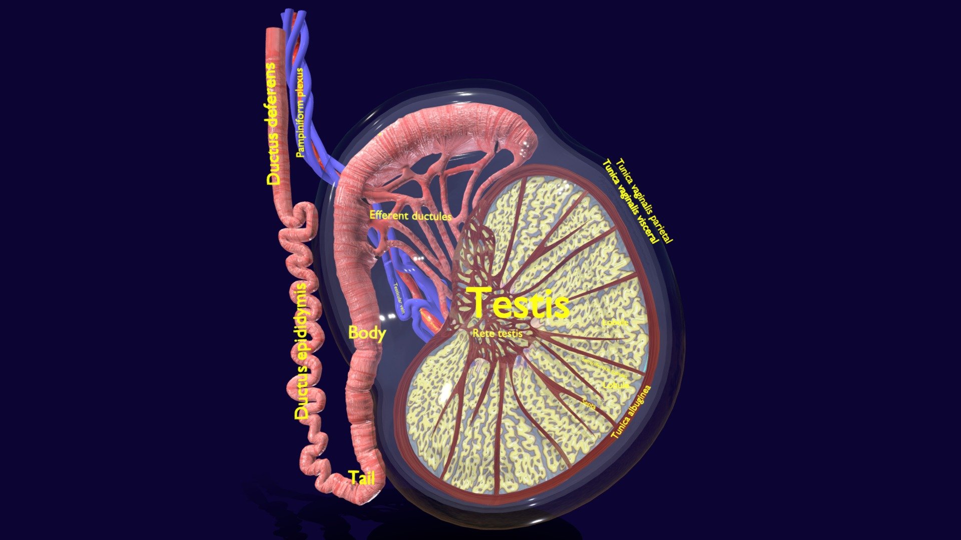 A detailed anatomical model of testis with cut section labelled neatly. the seminiferous tubules, epidymis and other structures are anatomically and histologically labelled. 
The material includes image and procedural textures with non- overlapping uvs 3d model