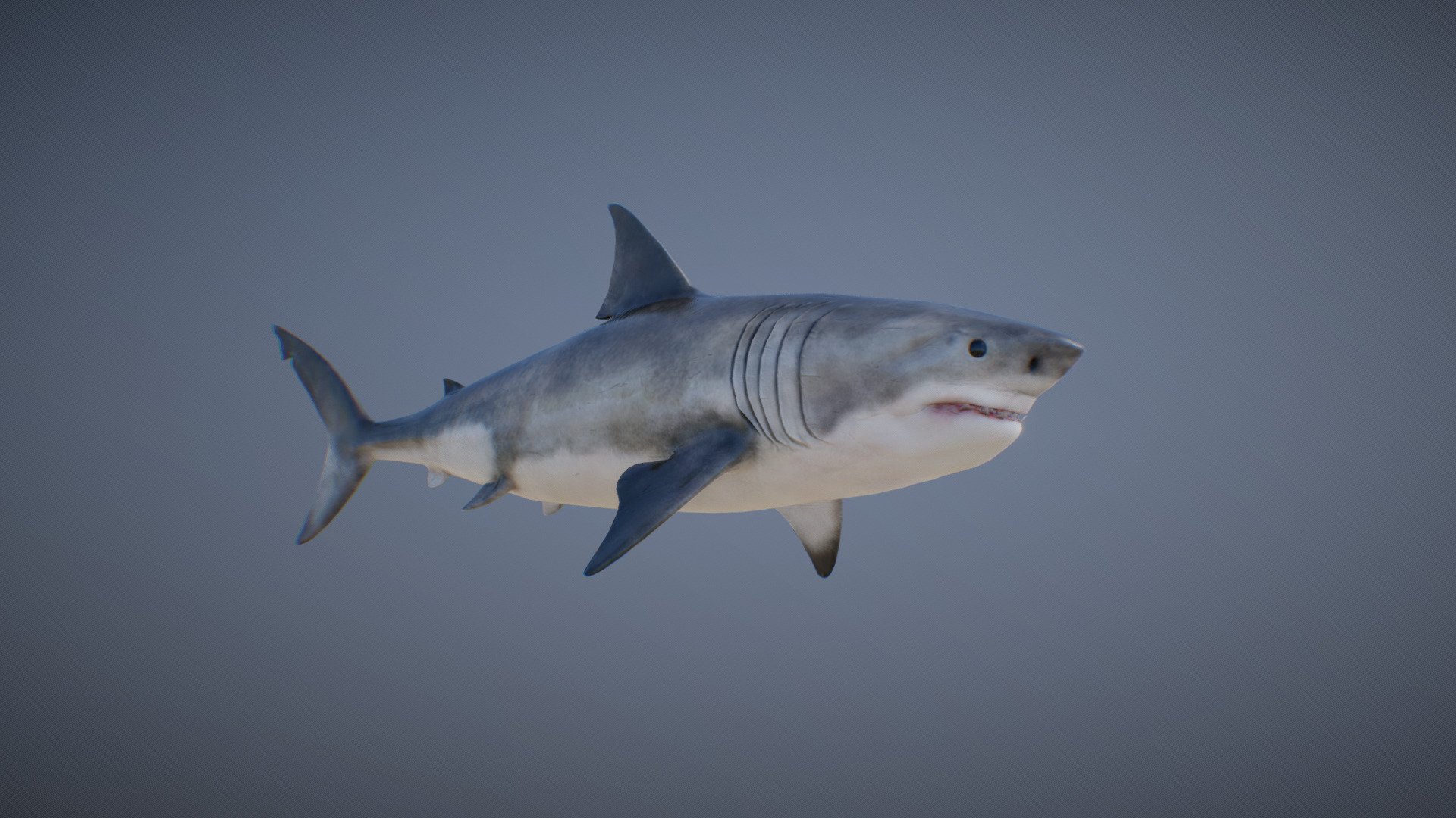 GREAT WHITE SHARK ANIMATIONS - Buy Royalty Free 3D model by PROTOFACTOR, INC. (@protofactor) 3d model