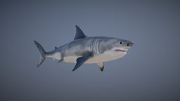 GREAT WHITE SHARK ANIMATIONS