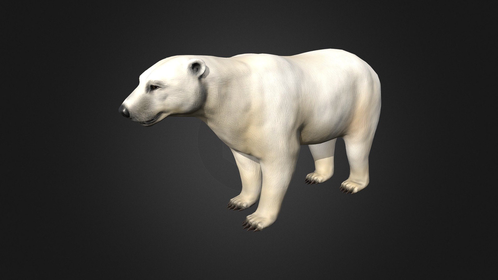 This asset has Polar Bear model. 

Model has 4 LOD. 

- 9700 tris 

- 7500 tris 

- 5400 tris 

- 2750 tris 

 Diffuse, normal and metallic / Smoothness maps (2048x2048). 



79 animations (IP/RM) 

Attack 1-3, death,eat 1-2, hit (back,front,midle), idle 1-3, jump IP, jump forward, jump (start, idle up, idle horisontal, idle down, end), lie (start,idle,end), sleep(start,idle,end), trot (forward,left,right), run (forward,left,right),walk (f-b-l-r-bl-br), swim(f-b-l-r-bl-br), turn (left,right) etc. 


If you have any questions, please contact us by mail:
Chester9292@mail.ru - Polar Bear - Buy Royalty Free 3D model by Rifat3D 3d model