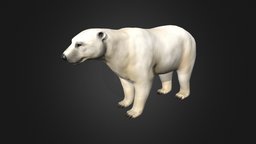 Polar Bear bear, white, polar, arctic, noth, character, animated, rigged