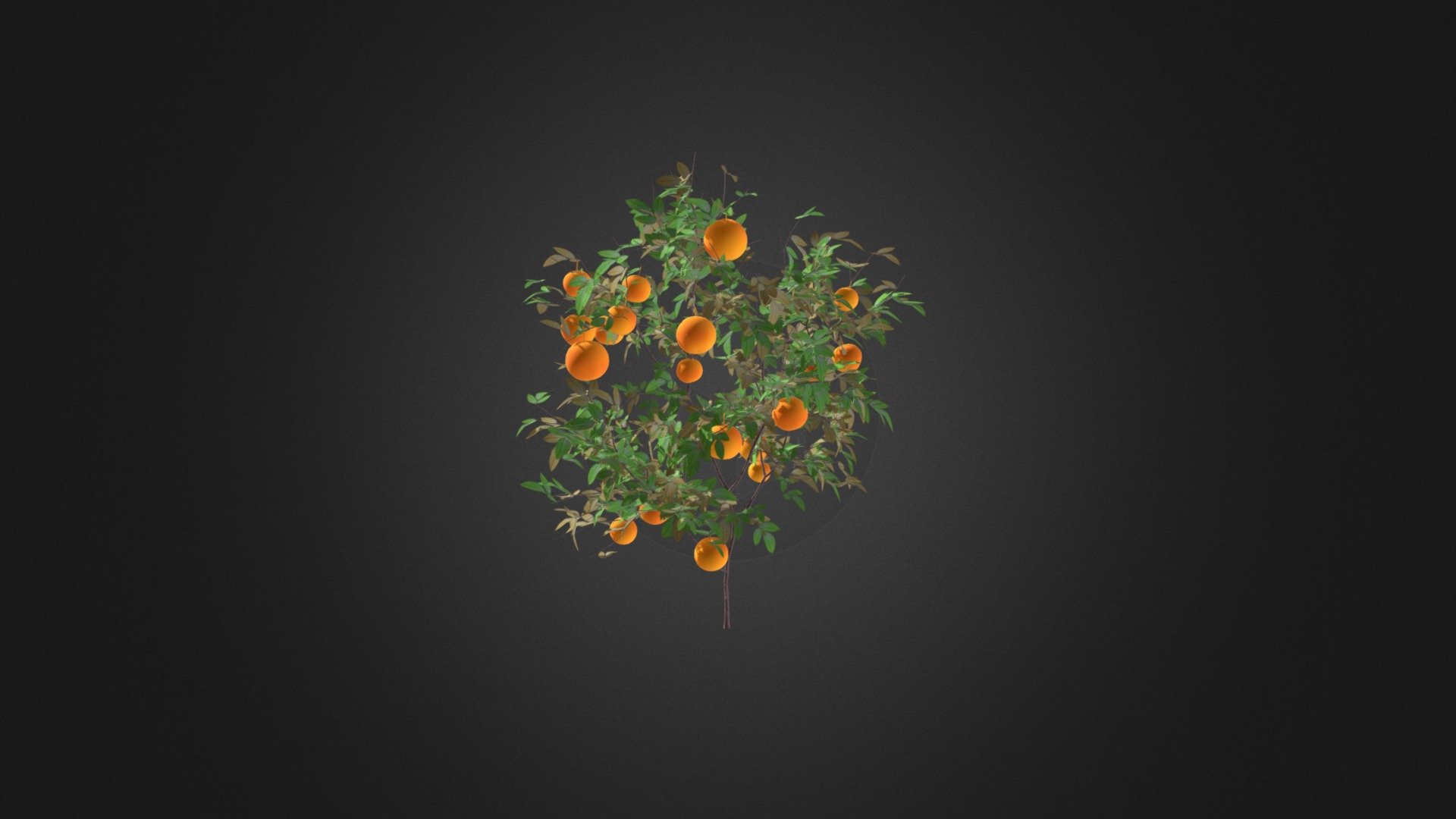 Orange Tree with Fruits 3D Model 1.6m - Orange Tree with Fruits 3D Model 1.6m - Buy Royalty Free 3D model by cgaxis 3d model