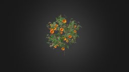 Orange Tree with Fruits 3D Model 1.6m
