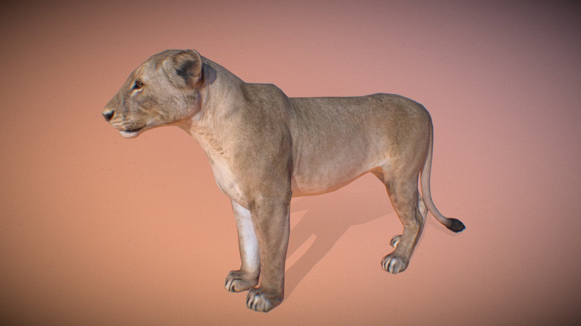 Animated realistic female Lion with bone mesh, 102 animations authored at 60fps and 4k textures.

Note: Preview uses lower-res mesh (LOD1), 1K textures and only a few of the full set animations.

Get our animal in full detail, 4K textures and check the full list of animations.

Features:




female Lion model

bone mesh

Animations authored at 60 fps

All animations available with and without the root motion

uncompressed 4K Textures

3ds Max and Maya animation rig

LODs
 - Animalia - Lion (female) - 3D model by GiM (@GamesInMotion) 3d model