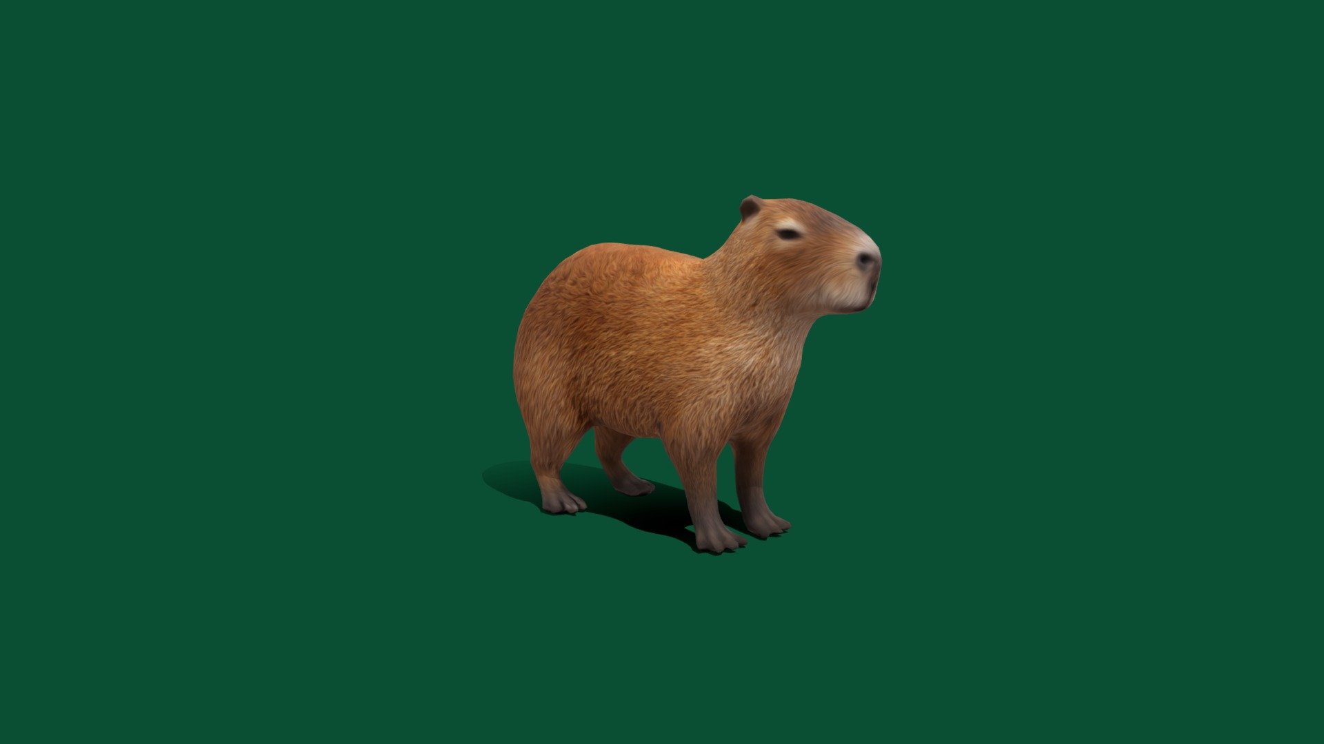 Non- Commercials 
Hydrochoerus hydrochaeris

4K Texture As 
Diffuse 
Metallic Roughness
 Normal Map

as FBX Original File


The capybara or greater capybara is a giant cavy rodent native to South America. It is the largest living rodent and a member of the genus Hydrochoerus. The only other extant member is the lesser capybara 3d model