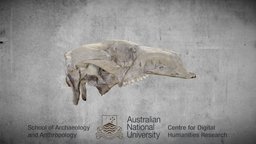 Kangaroo university, australia, cranium, heritage, collection, research, technologies, anu, kangaroo, skullbook, australian-national-university, digital-humanities, archaeology, skull, animal