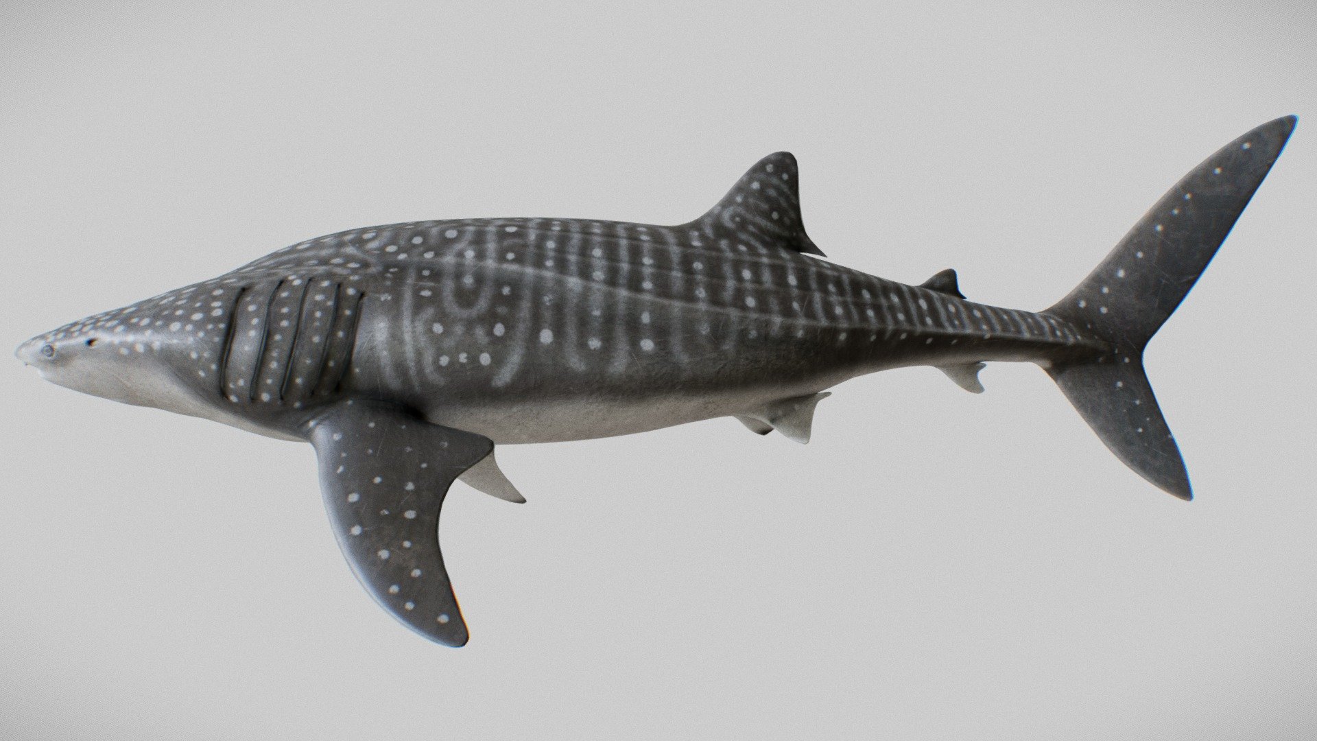 This is a preview of orca or Whale Shark (Rhincodon typus) model for Cinema 4d.

Available on CGtrader.

Here is similar rig in action: https://vimeo.com/182427004

Feel free to contact me if you have any questions or need this model in other formats.
http://rstr.tv/

Thanks for watching.

The whale shark (Rhincodon typus) is a slow-moving, filter-feeding carpet shark and the largest known extant fish species. The largest confirmed individual had a length of 18.8 m (61.7 ft).[9] The whale shark holds many records for size in the animal kingdom, most notably being by far the largest living nonmammalian vertebrate. It is the sole member of the genus Rhincodon and the only extant member of the family Rhincodontidae, which belongs to the subclass Elasmobranchii in the class Chondrichthyes. Before 1984 it was classified as Rhiniodon into Rhinodontidae 3d model