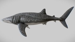 Whale Shark (Rhincodon typus) shark, fish, rig, ocean, deep, whale, realistic, nature, character, cinema4d, animation, monster, rhincodon, rhincodon-typus