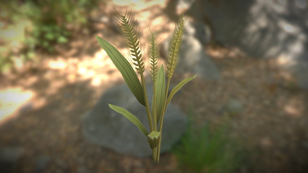 A wheat plant for Stranded III
Low poly with hand painted textures - Wheat Plant - 3D model by Unreal Software (@PeterSchauss) 3d model