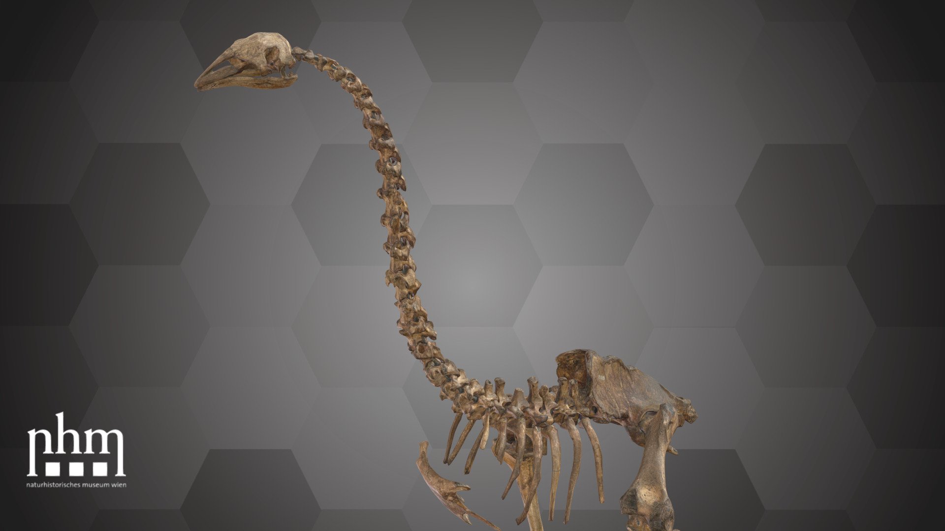 3D scan of a Eastern moa (Emeus crassus) skeleton from the Pleistocene. Moas are extinct birds that lived on New Zealand. This skeleton was gifted to the museum by Dr. Julius Ritter von Haast. 

This specific skeleton is housed backstage, but complete skeletons of both a giant moa (Dinornis maximus) and another Eastern moa are number 77 of the NHM Top 100 and can be found in Hall 30 of the NHM Vienna. Three more skeletons of different moa species (Dinornis struthioides, Dinornis elephantopus and Dinornis gravis) are displayed in the Ice Age (Eiszeit) corridor.

Specimen: Eastern moa, Emeus crassus (Owen, 1846) 

Inventory number: NHMW-Geo 2021/0008/0001

Collection: Natural History Museum Vienna, Geology &amp; Paleontology Dept., Vertebrate Coll. (curator: Ursula Göhlich)

Find out more about the NHMW here.

Scanned &amp; edited by Nikola Brodtmann, Anna Haider &amp; Viola Winkler (NHMW)

Scanner: Artec Leo. Infrastructure funded by the FFG 3d model