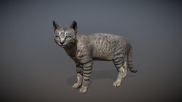 Animalia cat, quadruped, gim, animalia, animal, animated