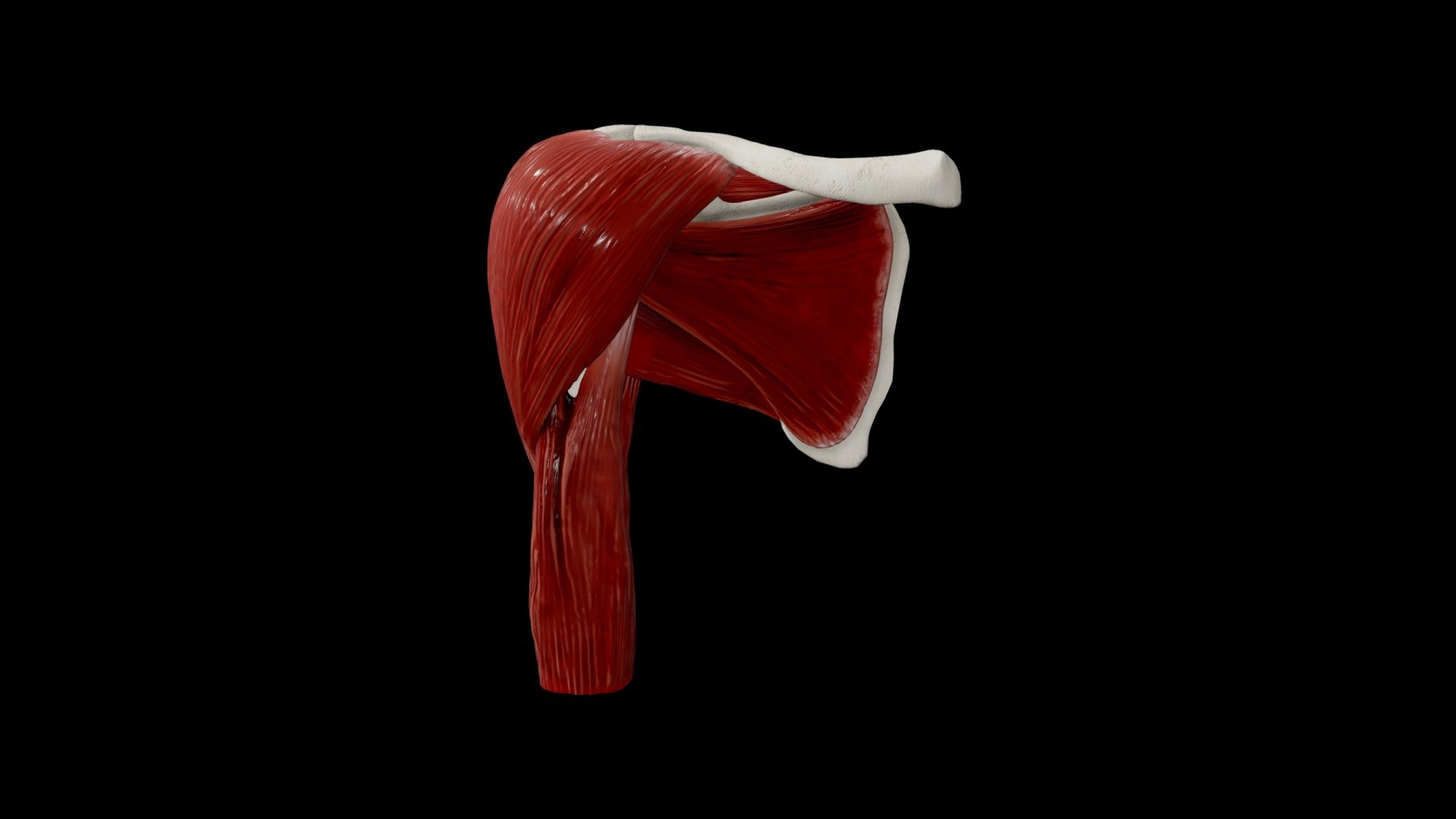 This was made for the University of Dundee Virtual Anatomy Project 2023 as a group project. 
Credits:
Low poly bone modelling: Phillip Cooper.
Muscles (Modelling, sculpting and texturing), Bone (Texturing): Meghana Mokhasi - Shoulder Muscles - 3D model by meghanamokhasi 3d model