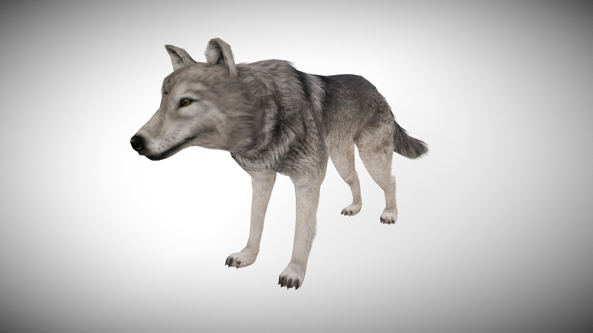 WATCH = https://youtu.be/8Ty82FwiHe4

3D REALISTIC WOLF WITH ANIMATIONS

PACKAGE INCLUDE


High quality model, correctly scaled for an accurate representation of the original object.
High Detailed Photorealistic Wolf, completely UVmapped and smoothable.
Model is built to real-world scale.
Many different format like blender, fbx, obj, iclone, dae
White &amp; Black two color version of texture
No additional plugin is needed to open the model.
3d print ready in different poses
Separate Loopable Animations
Ready for animation
High Quality materials and textures
Triangles = 4124
Vertices = 2337
Edges = 6467
Faces = 4124

ANIMATIONS


Idle
Walk
Walk Fast
Run
Eat
Howl
+Many different 3d Print Poses
 - WOLF ANIMATED - Buy Royalty Free 3D model by Bilal Creation Production (@bilalcreation) 3d model