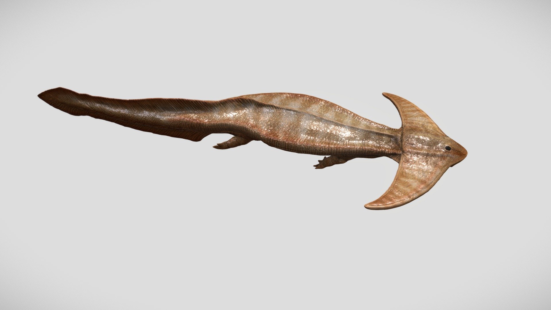 The diplocaulus is a extinct genus of lepospondyli that lived during the carboniferous. It probably lived in swamp-like niches

It was about 90-100 cm long (maximum lenght)

Additional files in zip folder:  





6 alternative color textures to add some own creativity.




fbx




ZBrush tool highpoly




obj




stl 3d print format (99.8cm)



Model and animation by Rick Stikkelorum 3d model