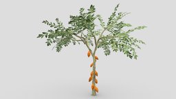 Cacao Tree( Orang Fruit)- 04 cacao-tree, 3d-cacaotree, lowpoly-cacao, 3d-lowpoly-cacao, cocoatree