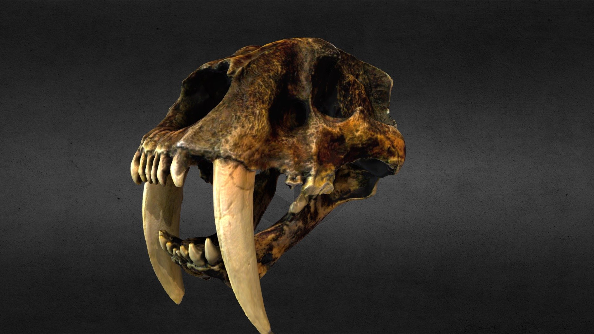 This is a 3d scan of one of our skull models.  A Sabre-Toothed Cat 3d model