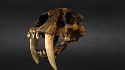 Saber-Toothed Tiger Skull cat, tiger, tooth, sabre, fossil, smilodon, fossil-skeleton, skull, sabre-tooth