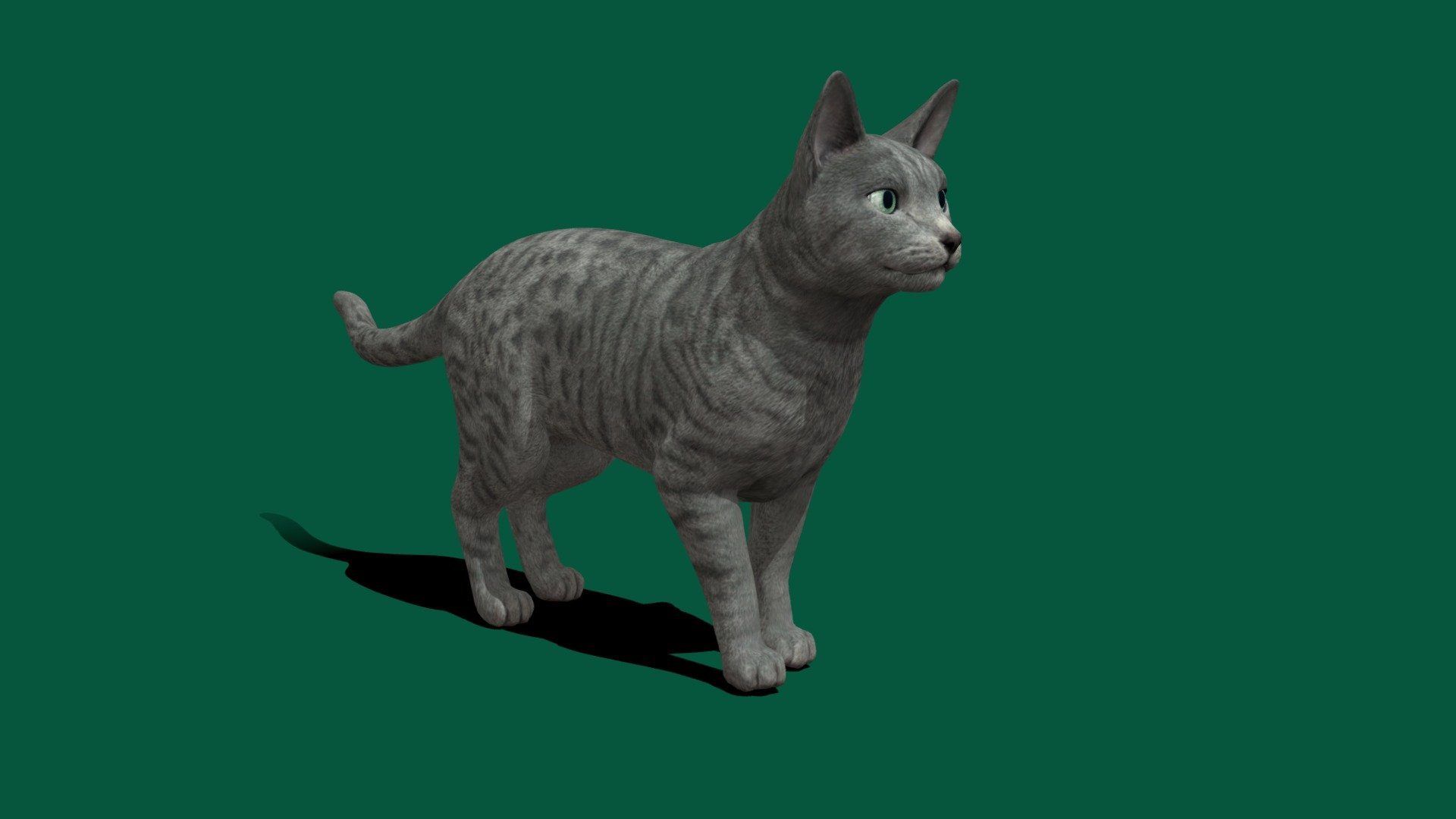 **Felis catus
Original blend file with 4K PBR Metarial Textures **

Diffuse
Metallic
Roughness
Normal Map.
Animated .

3D Animated Archangel_Cat also know as The Russian_Blue_Cat, commonly referred to as just Russian Blue, is a cat breed with colors that vary from a light shimmering silver to a darker, slate grey. The short, dense coat, which stands out from the body, has been the breed's hallmark for more than a century. Wikipedia
Origin: Arkhangelsk
Other names: Archangel Blue, Archangel Cat
TICA: standard - Archangel Cat - Buy Royalty Free 3D model by Nyilonelycompany 3d model