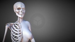 Female Skeleton Anatomy 3D Print body, face, eye, skeleton, femur, anatomy, biology, system, bone, teeth, cranium, ear, statue, woman, spine, anatomical, vertebra, pelvis, cervical, ribcage, beautiful-girl, 3dprint, girl, model, medical, human