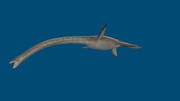 Eromangasaurus australis marine, queensland, museum, reptile, cretaceous, plesiosaur, eromanga