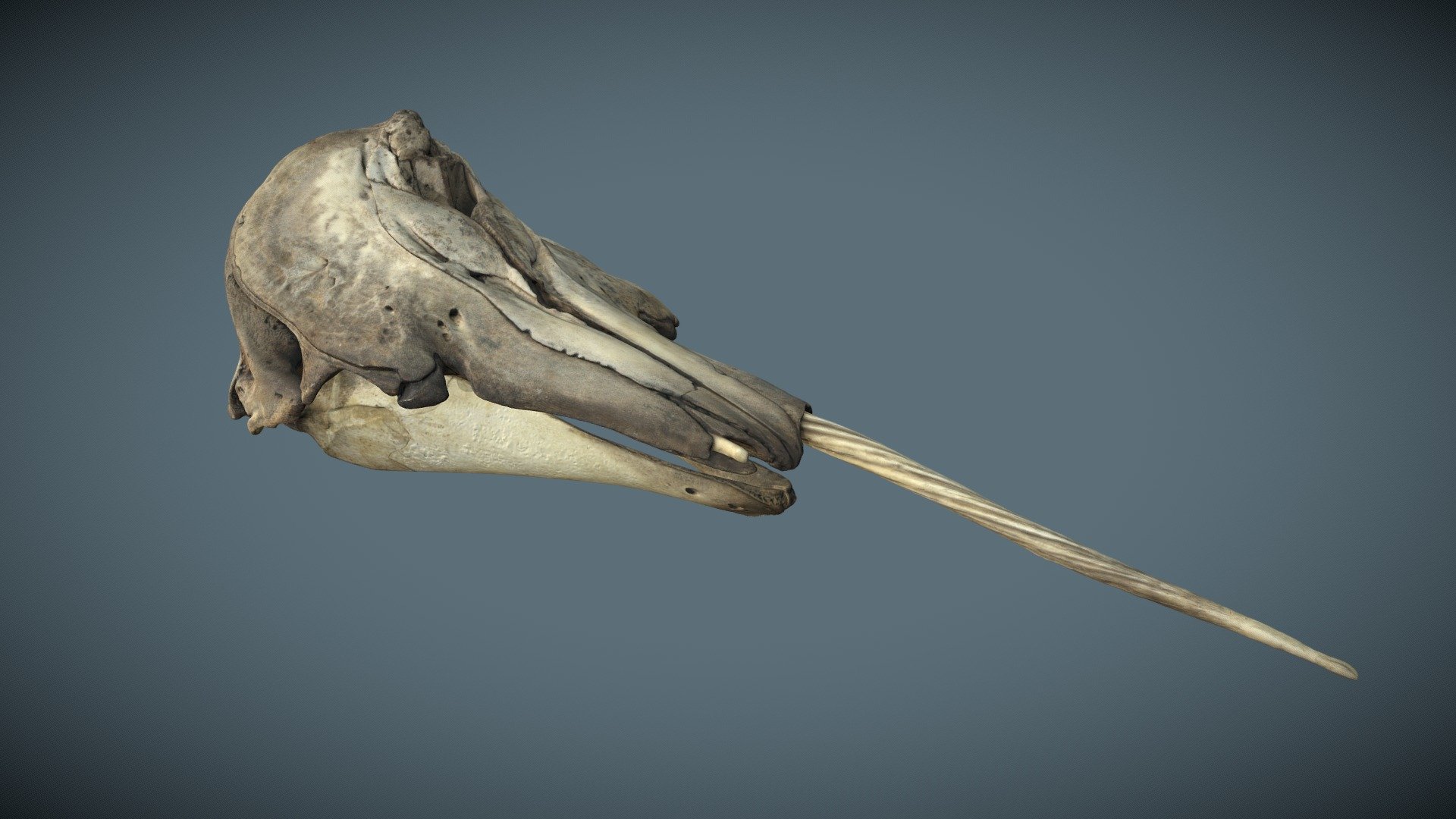 Original from Hull Maritime Museum
Phoogrammetry Scanned by S Dey, ThinkSee3D, March 2021 - Narwhal Skull & Mandible - 3D model by ThinkSee3D 3d model