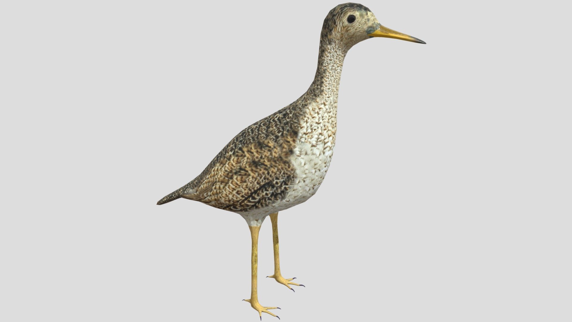 The upland sandpiper (Bartramia longicauda) is a large sandpiper, closely related to the curlews.Older names are the upland plover and Bartram's sandpiper.
-Modeled in Blender.
-Texture 4096x4096 pxls JPEG.
-Color,Normal and Roughness maps 3d model
