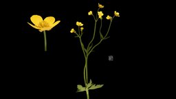 ウマノアシガタ Japanese Buttercup, Ranunculus japonicus flower, spring, buttercup, japanese, japonicus, florazia, ranunculus