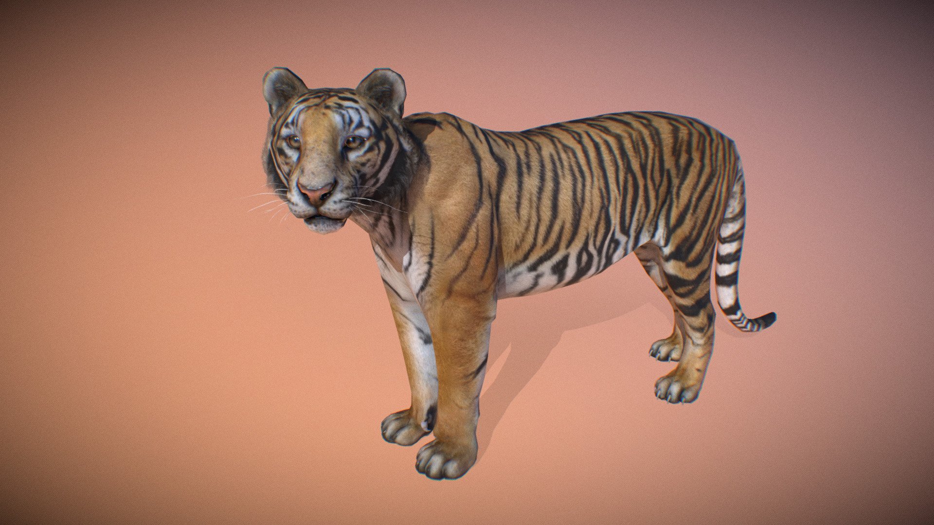 Animated realistic male Tiger with bone mesh, 72 animations authored at 60fps and 4k textures.

Note: Preview uses lower-res mesh (LOD1), 1K textures and only a few of the full set animations.

Get our animal in full detail, 4K textures and check the full list of animations.

Features:




male Tiger model

bone mesh

Animations authored at 60 fps

All animations available with and without the root motion

uncompressed 4K Textures

3ds Max and Maya animation rig

LODs
 - Animalia - Tiger (male) - 3D model by GiM (@GamesInMotion) 3d model