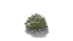 Realistic HD Chinese fringe flower (3/10) trees, tree, plant, forest, plants, asia, outdoor, foliage, nature, bush