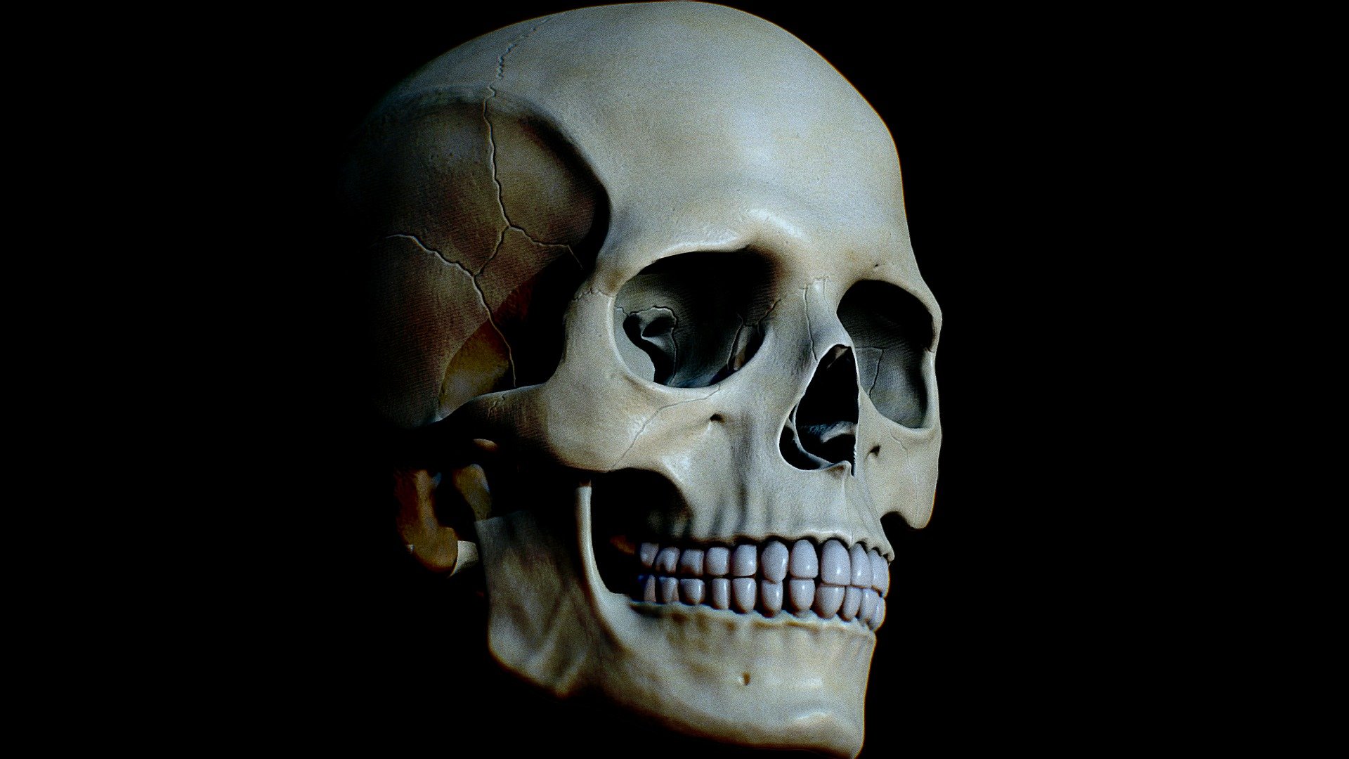 Playing around with my Caucasian Male Skull that I sculpted in Zbrush and textured in 3D Coat. The base sculpt was based on primitive shapes with correct anatomical proportions.

Had a bit of fun with 3D Settings and Post processing Filters. I really want to give a shout out to the Sketchfab team for the amazing tools and vast setting options. I love the freedom it gives me to elevate my art work 3d model