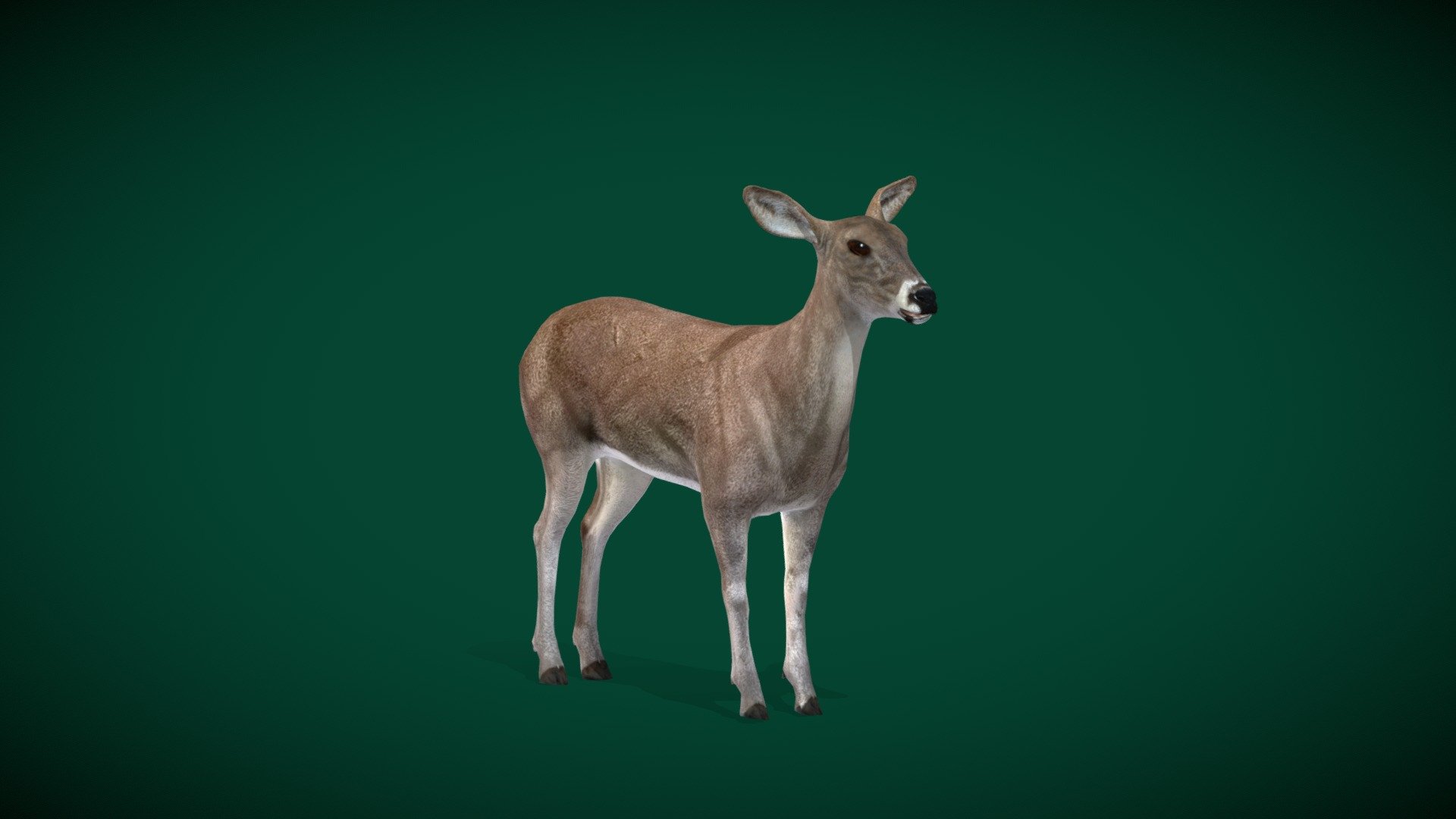 White-Tailed Deer FeMale (Virginia deer )Herbivorous ,deer species

Odocoileus virginianus Animal Mammal Animalia (Whitetail)  high mountain terrains of the Andes

1 Draw Calls

Lowpoly 

Game Ready Asset

Subdivision Surface Ready

8- Animations

4K PBR Textures Material

Unreal FBX (Unreal 4,5 Plus)

Unity FBX

Blend File 3.6.5 LTS

USDZ File (AR Ready). Real Scale Dimension (Xcode ,Reality Composer, Keynote Ready)

Textures Files

GLB File (Unreal 5.1 Plus Native Support)


Gltf File ( Spark AR, Lens Studio(SnapChat) , Effector(Tiktok) , Spline, Play Canvas,Omiverse ) Compatible




Triangles -7473   



Faces -4252

Edges -7981

Vertices -3735

Diffuse, Metallic, Roughness , Normal Map ,Specular Map,AO
 The white-tailed deer, also known commonly as the whitetail and the Virginia deer, is a medium-sized species of deer native to North America, Central America, and South America as far south as Peru and Bolivia, where it predominately inhabits high mountain terrains of the Andes. Wikipedia - White Tailed Deer  Female (Lowpoly) - Buy Royalty Free 3D model by Nyilonelycompany 3d model
