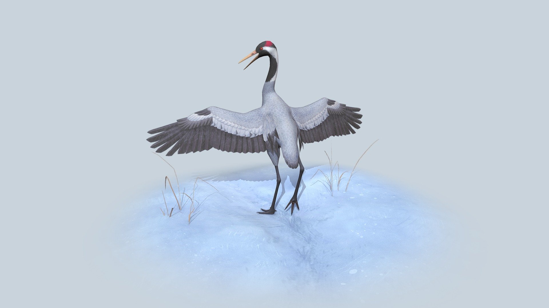 Stylized eurasian crane 
Everything from scratch made by me

You can check more pictures at my Artstation https://www.artstation.com/artwork/kDJekz
My Artstation: https://www.artstation.com/kaigonathus
My Instagram: https://www.instagram.com/kaigonathus/ - Eurasian Crane - 3D model by kaigonathus / Iida-Maria Pennala (@kaigonathus) 3d model