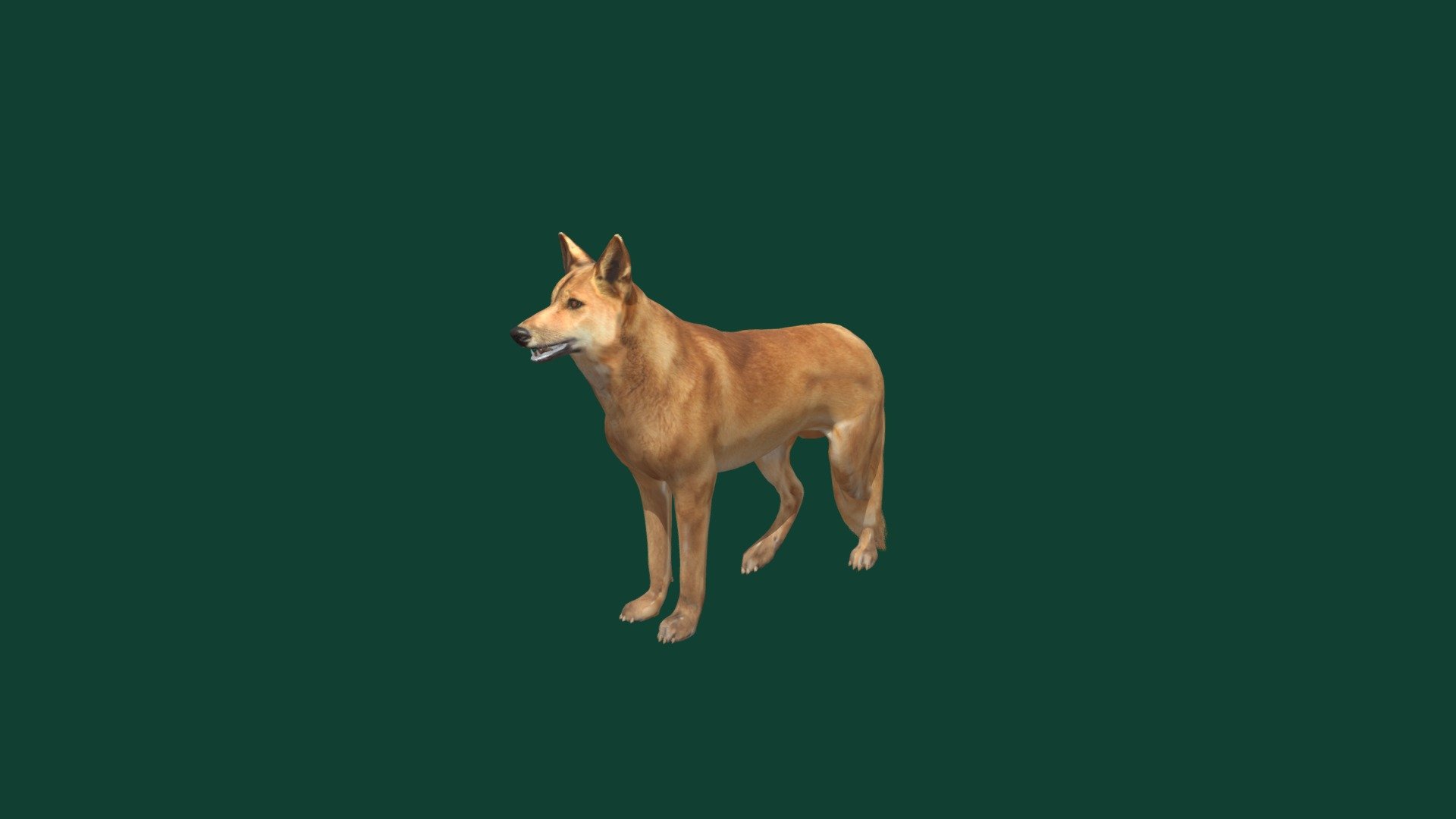 The Dingo is Australia's wild dog. It is an ancient breed of domestic dog that was introduced to Australia, probably by Asian seafarers, about 4,000 years ago. Its origins have been traced back to early breeds of domestic dogs in south east Asia (Jackson et al. 2017) 3d model