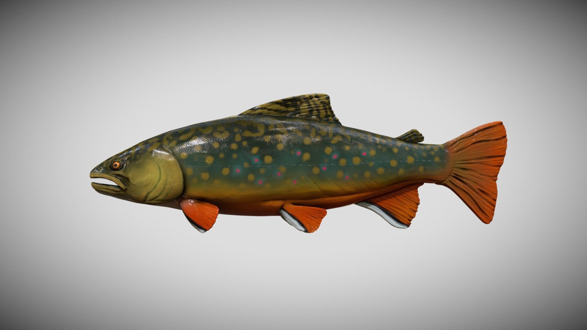 This is a low poly rainbow trout. The sculpt was made in Zbrush and textured in Substance Painter. With the use of normal maps and high detail 4K textures the 3D asset looks very high quality. These are PBR based textures 3d model