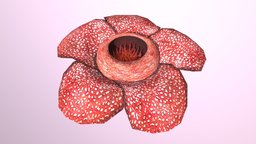 Rafflesia plant, flower, indonesia