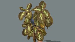 Episcia Cupreata plant, plants, photogrammetry, 3dscan, plant-scan, episcia, episcia-cupreata
