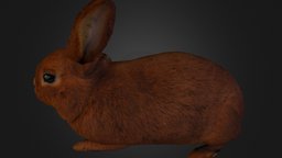 Rabbit smoothie-3d