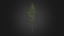 Pine Tree 3D Model 16m tree, forest, pine, evergreen, park, foliage, bark, needle, conifer, pinus, pinaceae, wood