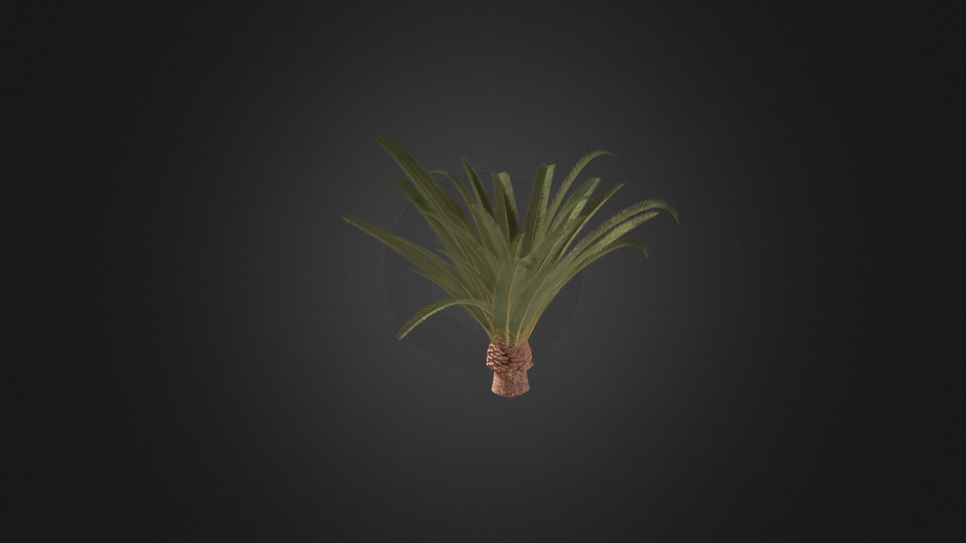 3d model of low pineapple palm tree (Phoenix canariensis). Compatible with3ds max 2010 or higher and many others 3d model