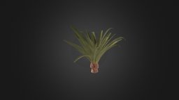Pineapple Palm