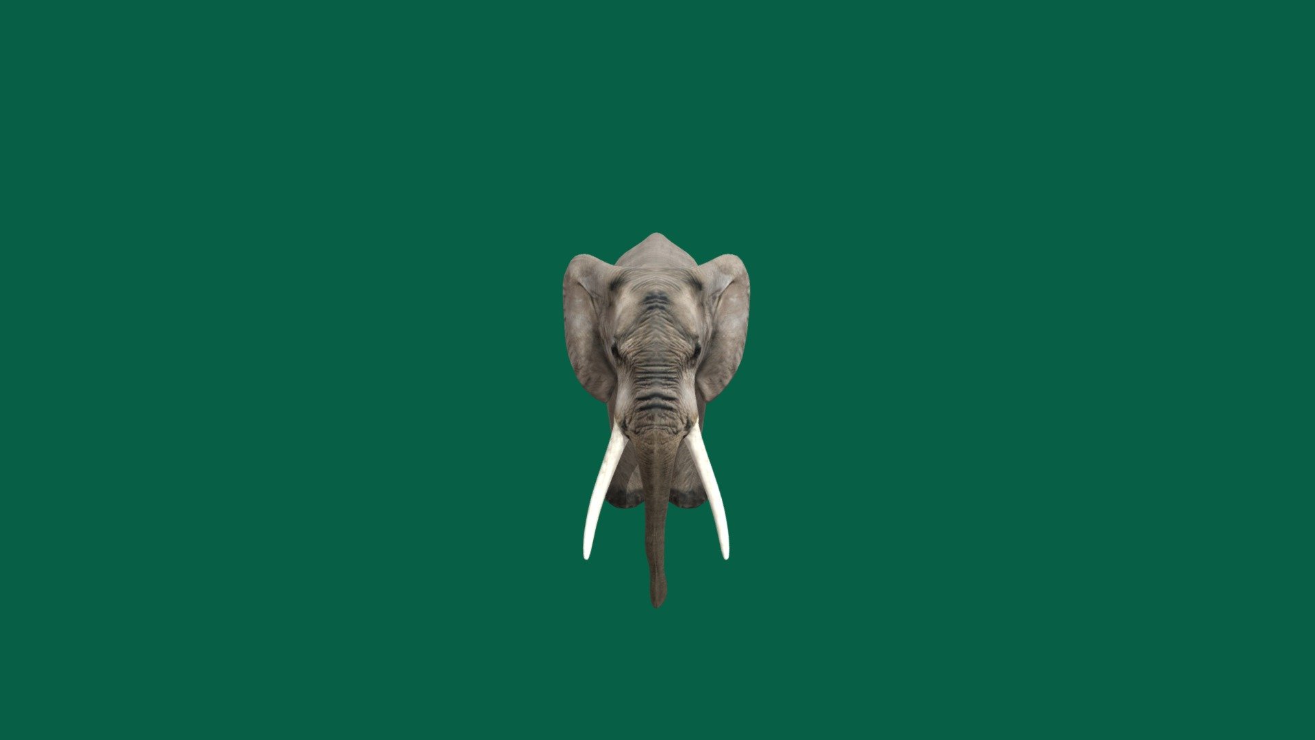 Elephants are the largest existing land animals. Three living species are currently recognised: the African bush elephant, the African forest elephant, and the Asian elephant. They are an informal grouping within the subfamily Elephantinae of the order Proboscidea; extinct members include the mastodons - Elephant 🐘 (Non - Commercial) - Download Free 3D model by Nyilonelycompany 3d model