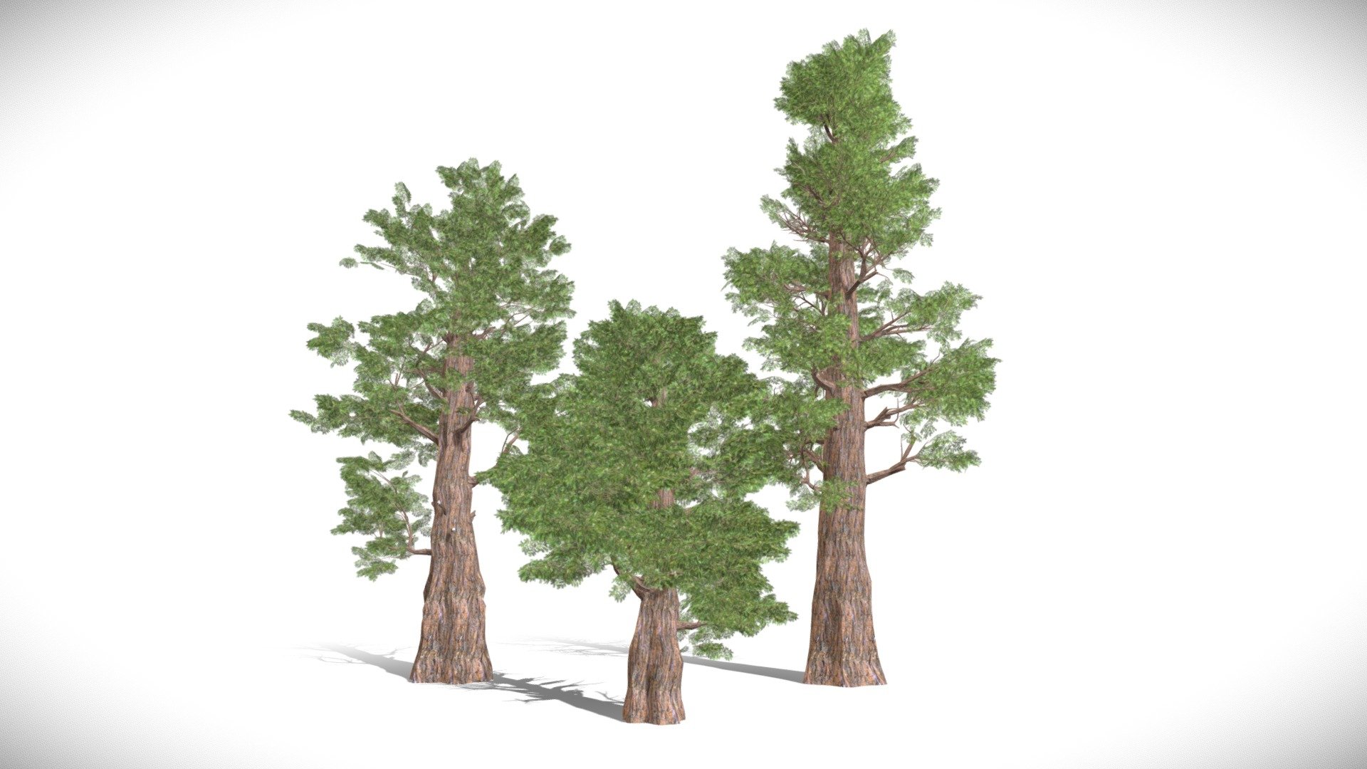 Highly detailed 3d model of giant sequoia Redwood trees of 3 different heights.
tree model collection of 3 redwoods dawn redwood, medium and tall redwood tree heights and size. 
Sequoioideae, popularly known as redwoods, is a subfamily of coniferous trees within the family Cupressaceae. It includes the largest and tallest trees in the world.

High-Resolution and real texture to give realistic and faster rendering. Perfect model for renders summer nature environment, forest exterior architecture and environment visualization 3d models. Give superb look in gaming engine. triangle poly and clean polygons

Total Polygons: 81466
Total Verts of all trees: 69507

Single Poly:
small tree: 17334
Medium tree: 14994
Tall tree: 49138

Dimensions :
height: 48 - 90 -  113 m

Clean Topology
Most models are up to 99% Quad
All Objects Named
All Materials Named
Real-World Scale
Grouped
Transformed to Zero - Giant sequoia Redwood trees - 3D model by hkhalif 3d model
