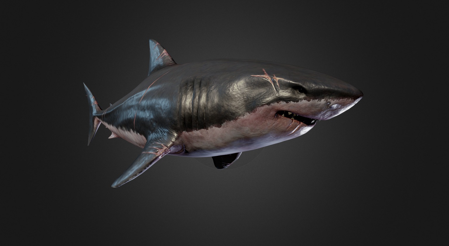 **A Great white shark **



Triangle Count Limit [10,000]

Final Triangle Count  [9998]

Final Polygon Count  [5094]


**texture maps **



Albedo [2048]

metalness [2048]

glossiness [2048]

normal [2048]
 - The Great White Shark - 3D model by Gran (@lividgrain) 3d model