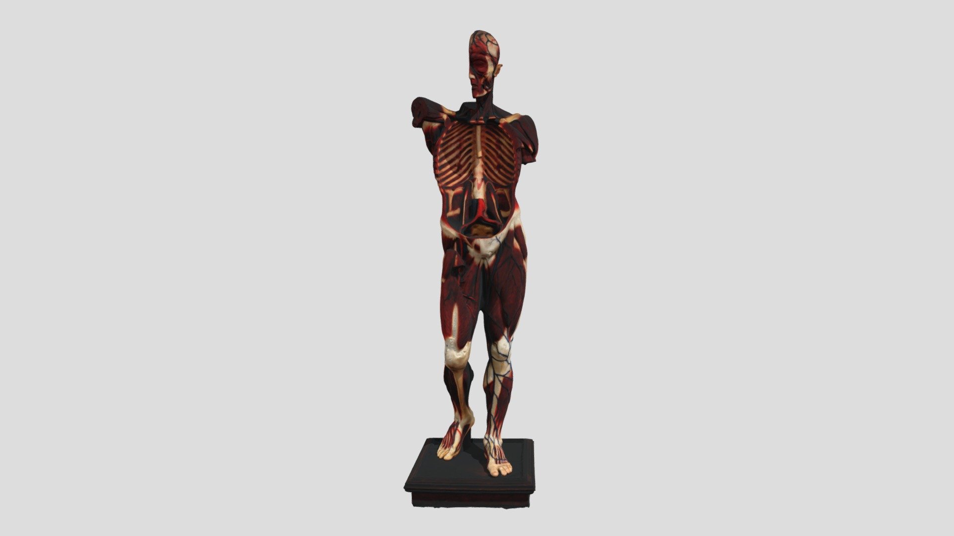 human anatomy model - human anatomy model - Buy Royalty Free 3D model by Jackey&Design (@1394725324zhang) 3d model