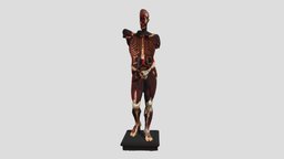 human anatomy model