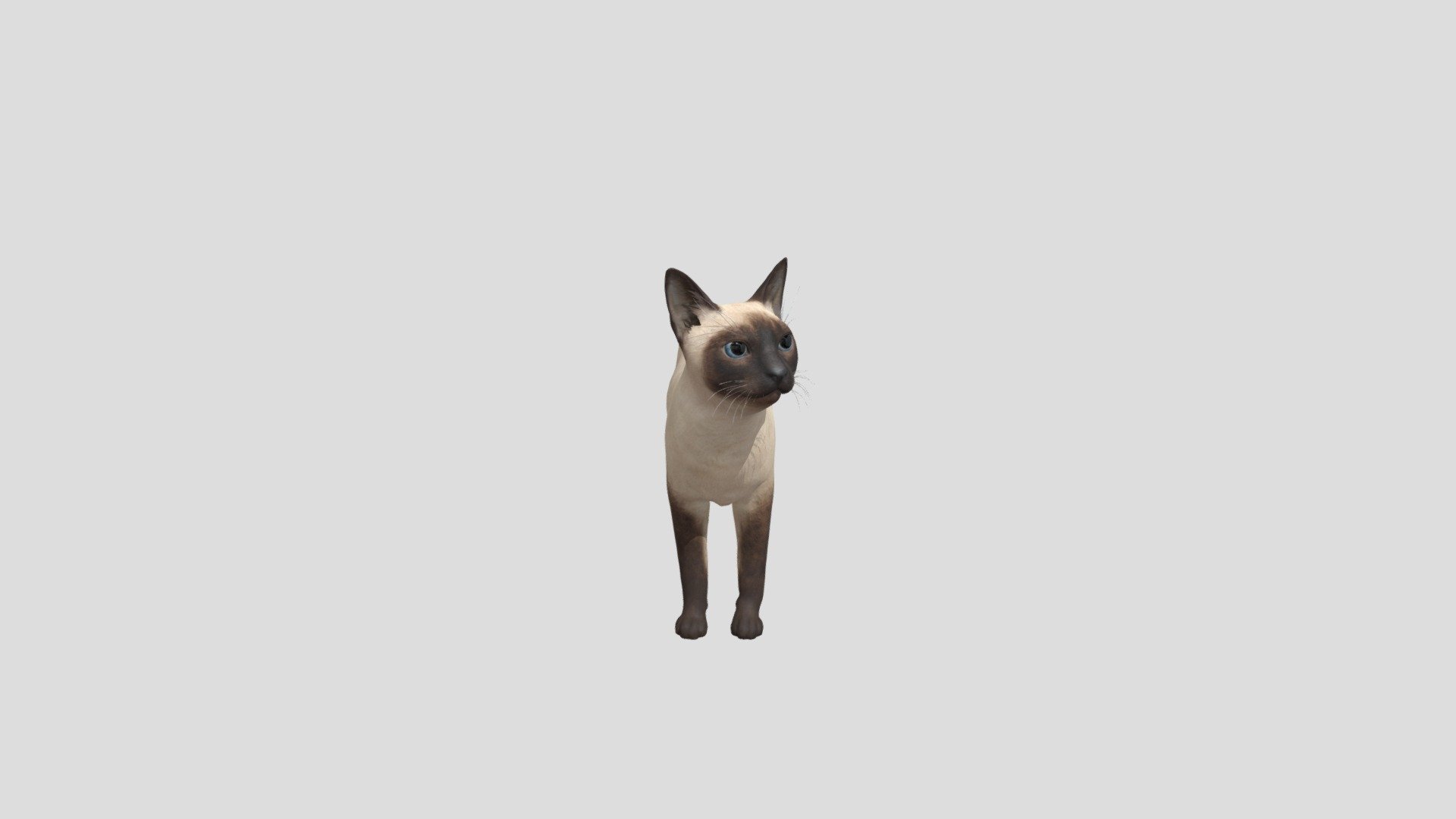 Cat Siamese realistic animal animated pets rigged - Cat Siamese - Buy Royalty Free 3D model by Phil3D (@philosophie) 3d model