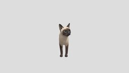 Cat Siamese cat, realistic, pets, siamese, animal, animated, rigged