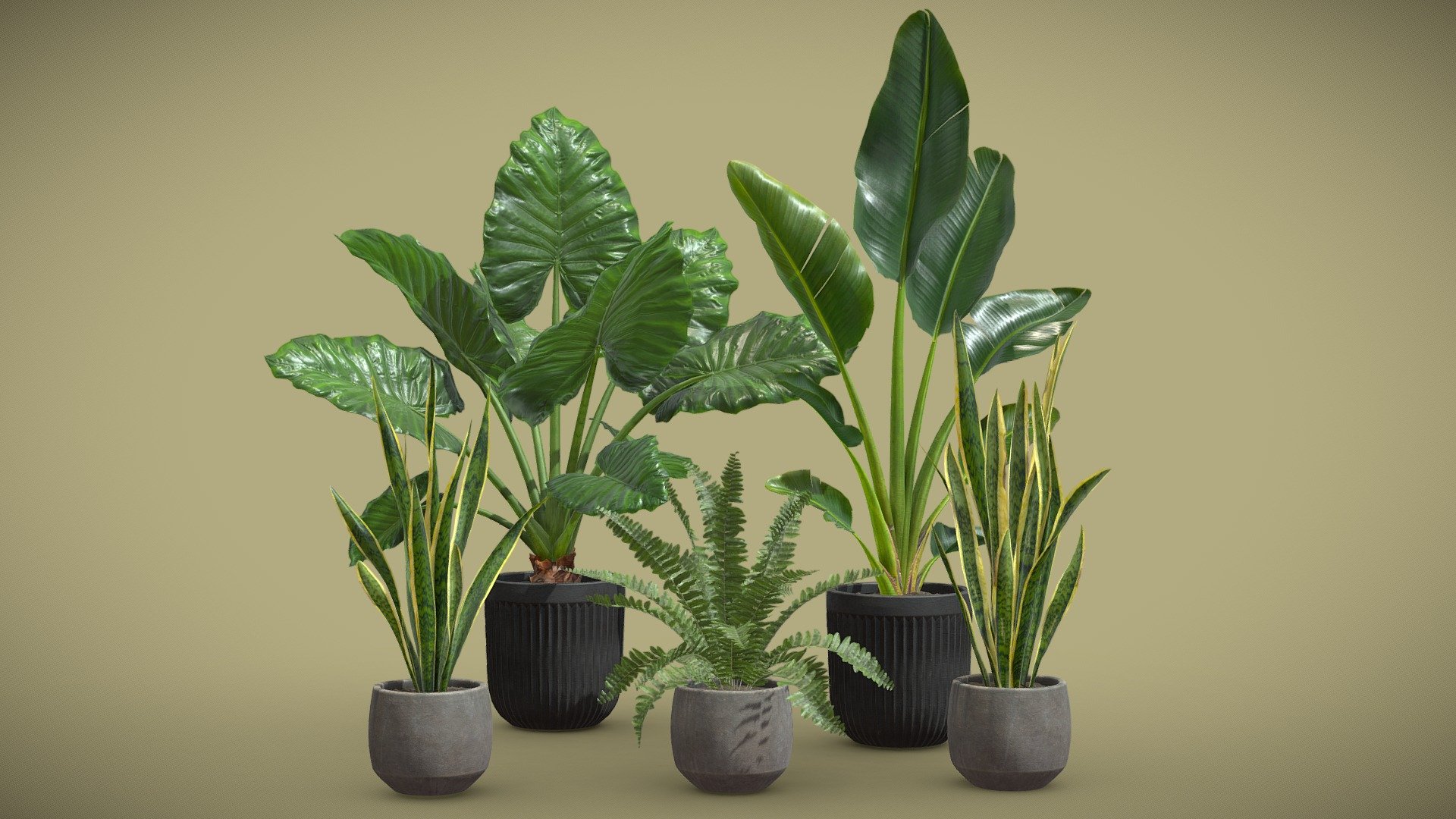 Indoor Plants Pack 46

This selection of indoor exotic plants will provide a level of detail that will take your visualizations to the next level. 

Models can be subdivided for more definition.




Alocasia Macrorrhiza

Boston Fern

Sansevieria

Strelitzia Nicolai

4k Textures




Vertices  45 906

Polygons  34 961

Triangles 69 917
 - Indoor Plants Pack 46 - Buy Royalty Free 3D model by AllQuad 3d model