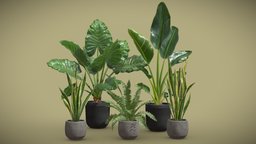 Indoor Plants Pack 46