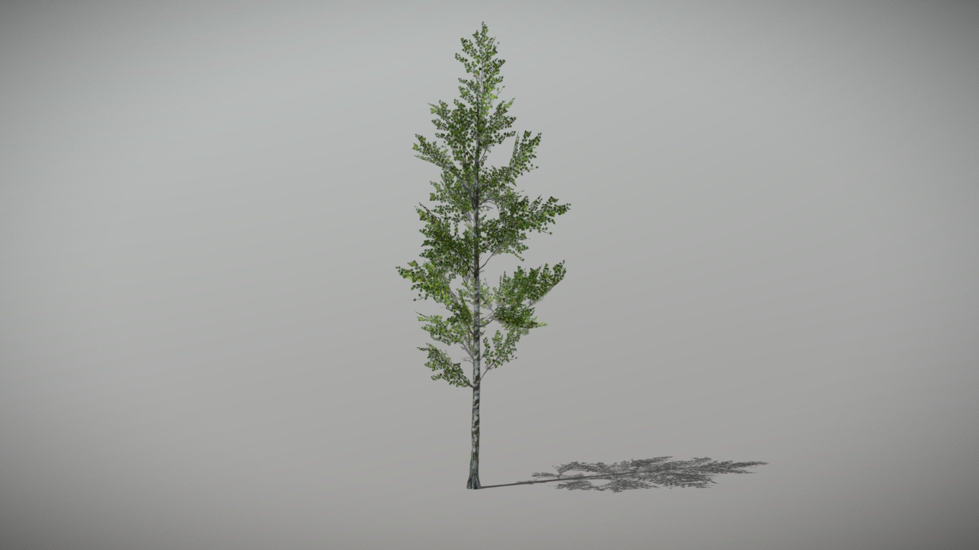 Animated Birch tree + FBX LOD Model

• LOD0 = 2,339 Tris

• LOD1 = 1,169 Tris

• LOD2 = 467 Tris
 - Birch 1 (Animated Tree) - Buy Royalty Free 3D model by bsp 3d model